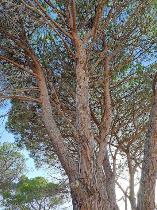 Gelsi Holiday Home La Maddalena La Maddalena  Luaran gambar
